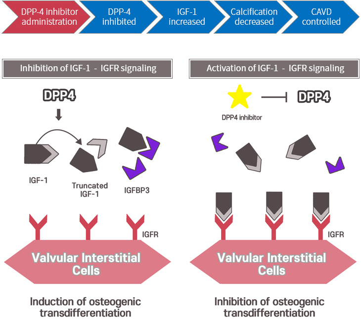 A schematic figure of suggested mechanism of calcific progression of aortic stenosis